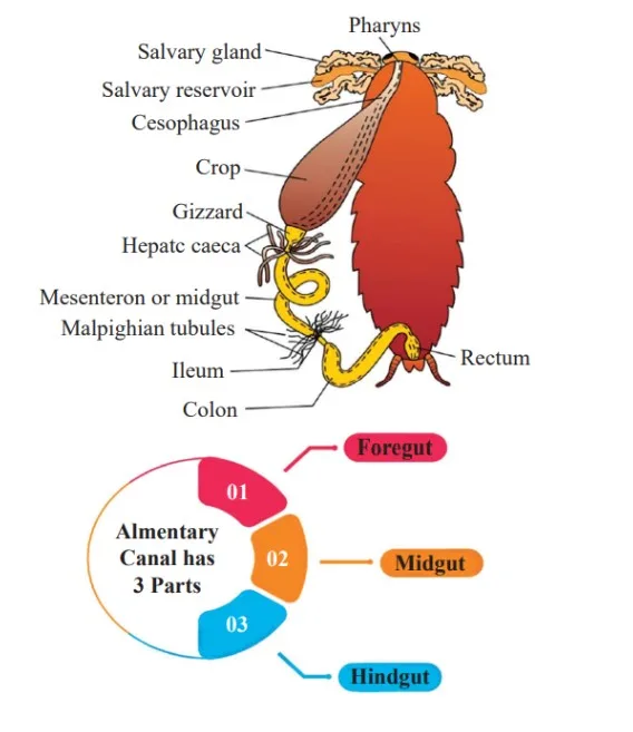 HindGut of Cockroach
