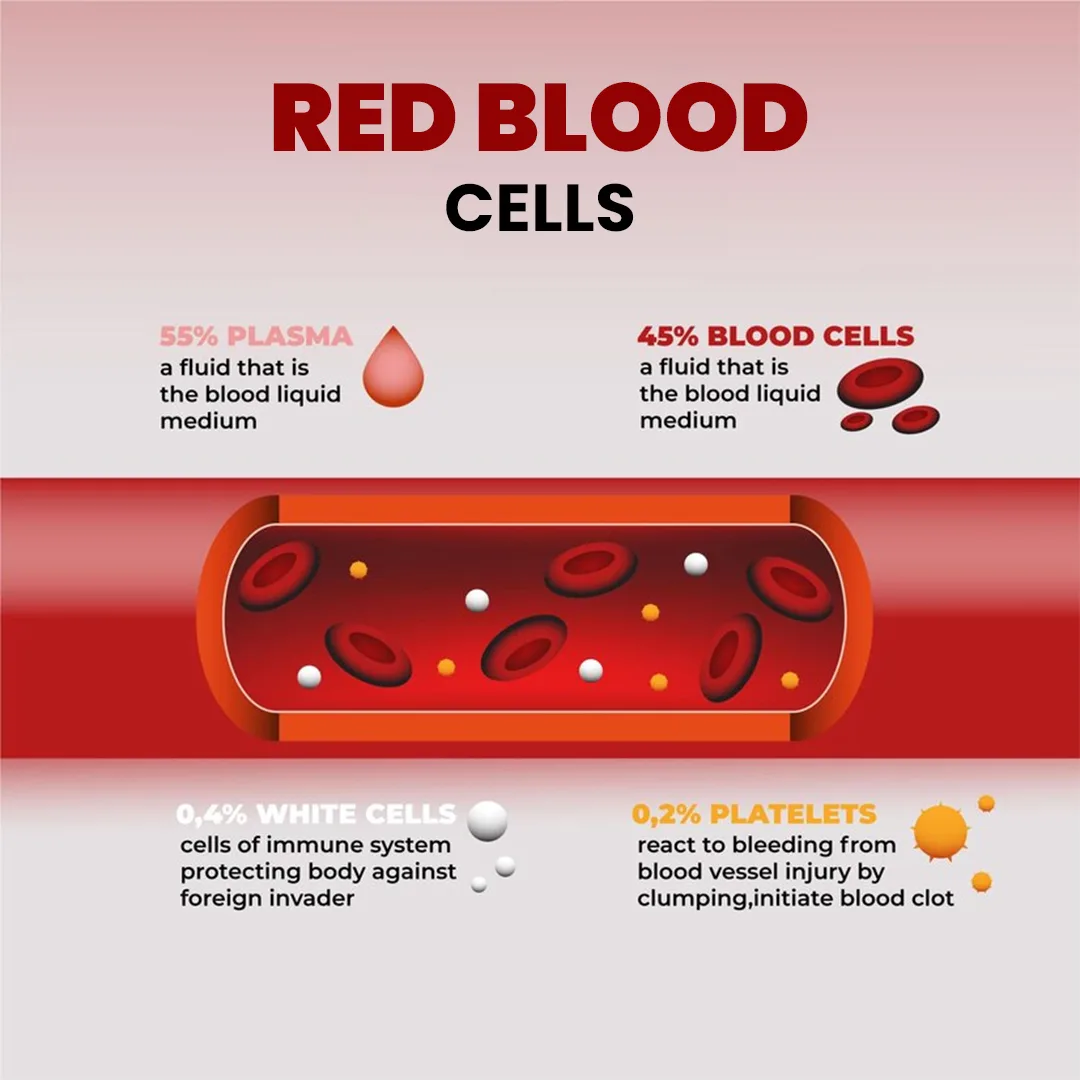 Erythrocytes Diagram