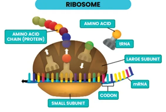 Ribosome