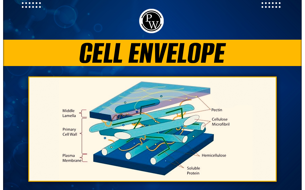 Cell Envelope