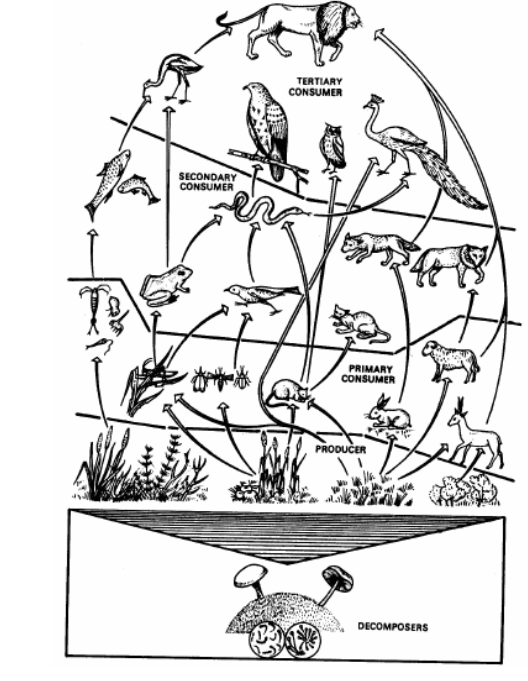 Energy flow in ecosystem pdf