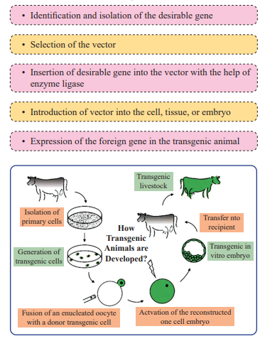 Steps to Produce Transgenic Animals 