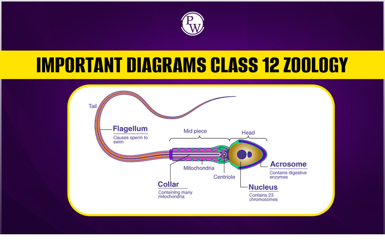 Important Diagrams Class 12 Zoology