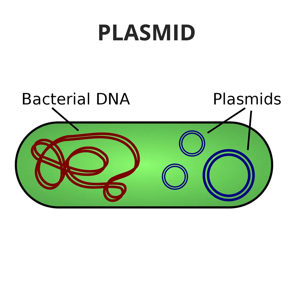 Plasmid diagram