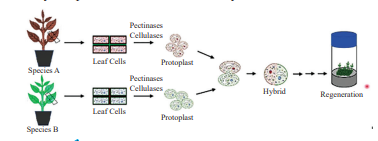Somatic Hybridization
