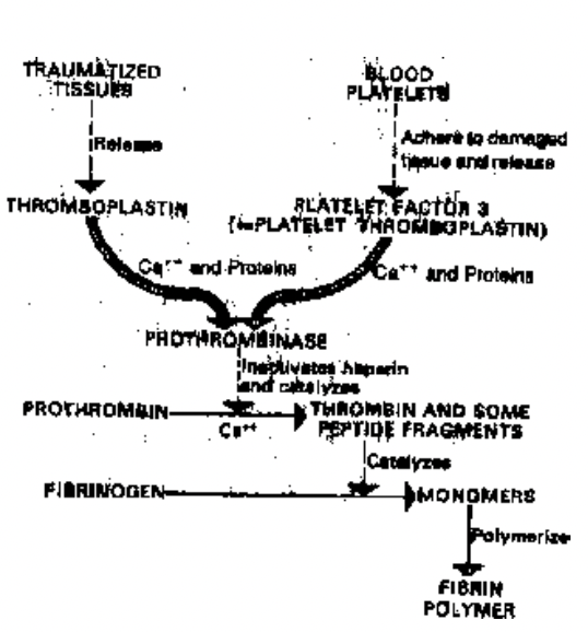Coagulation OR Clotting Of Blood