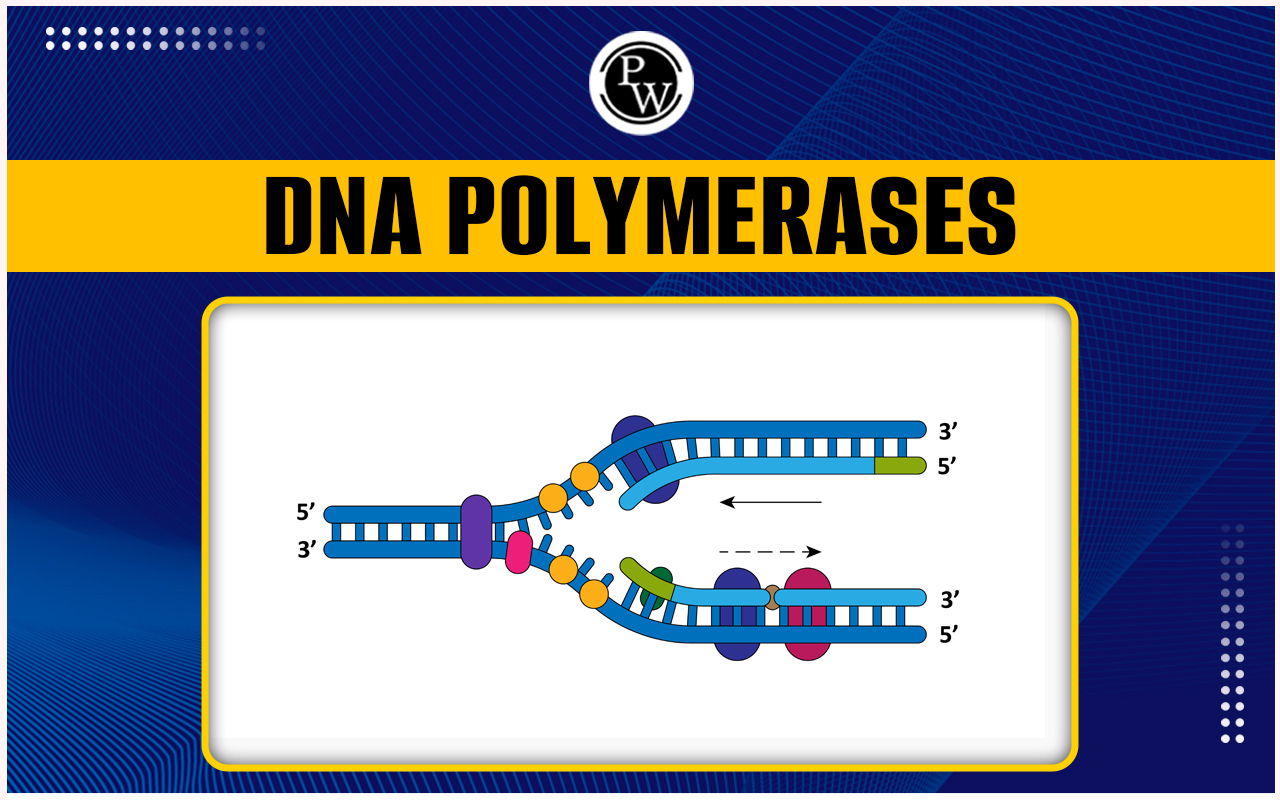 DNA polymerase