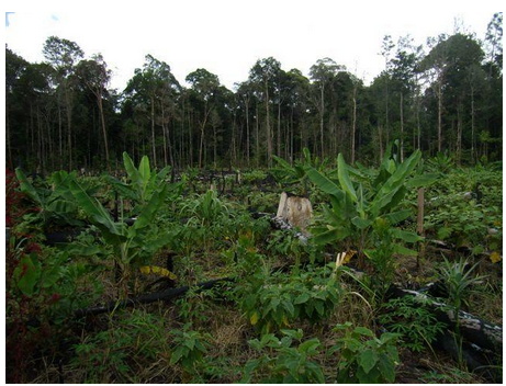 Types And Distribution Of Forest