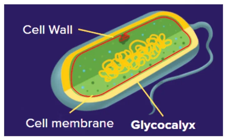 Cell Envelope and its Modifications
