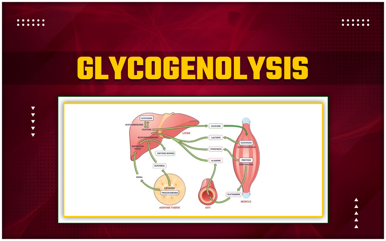 Glycogenolysis