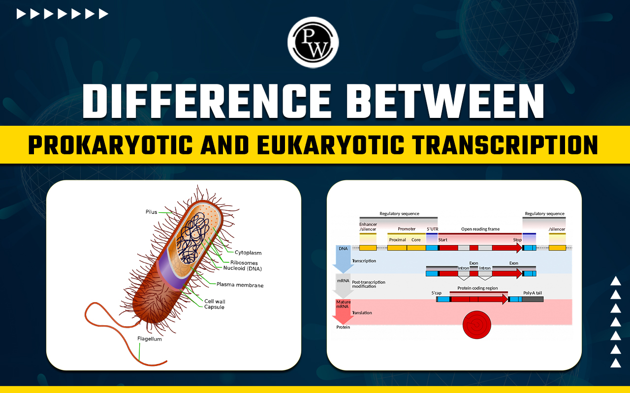 Difference Between Prokaryotic and Eukaryotic Transcription