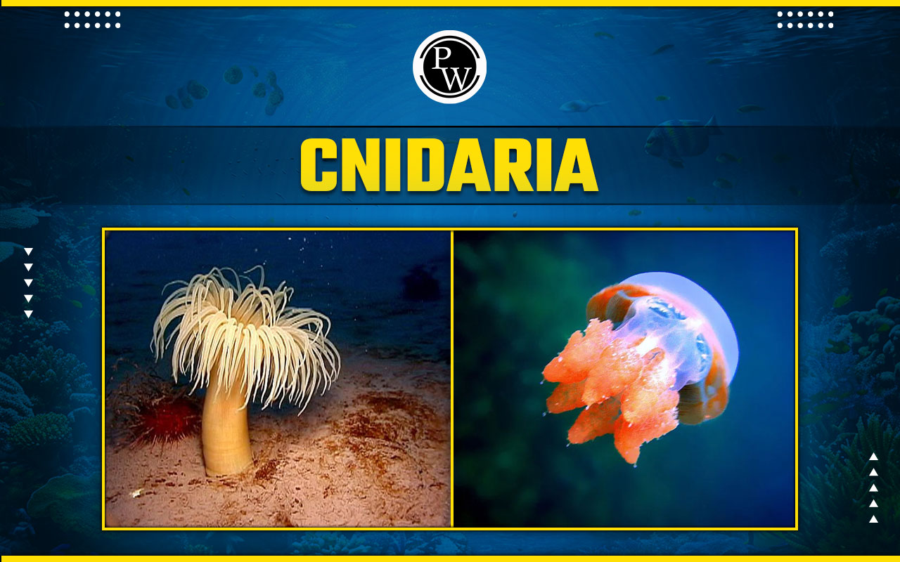 Cnidaria - Structure, Classification, Characteristics, Reproduction