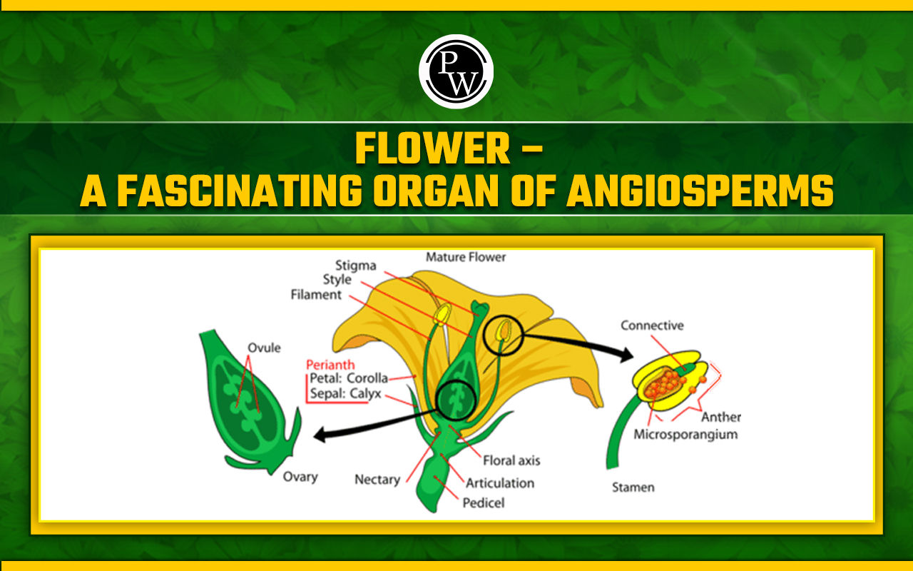Flower – A Fascinating Organ of Angiosperms