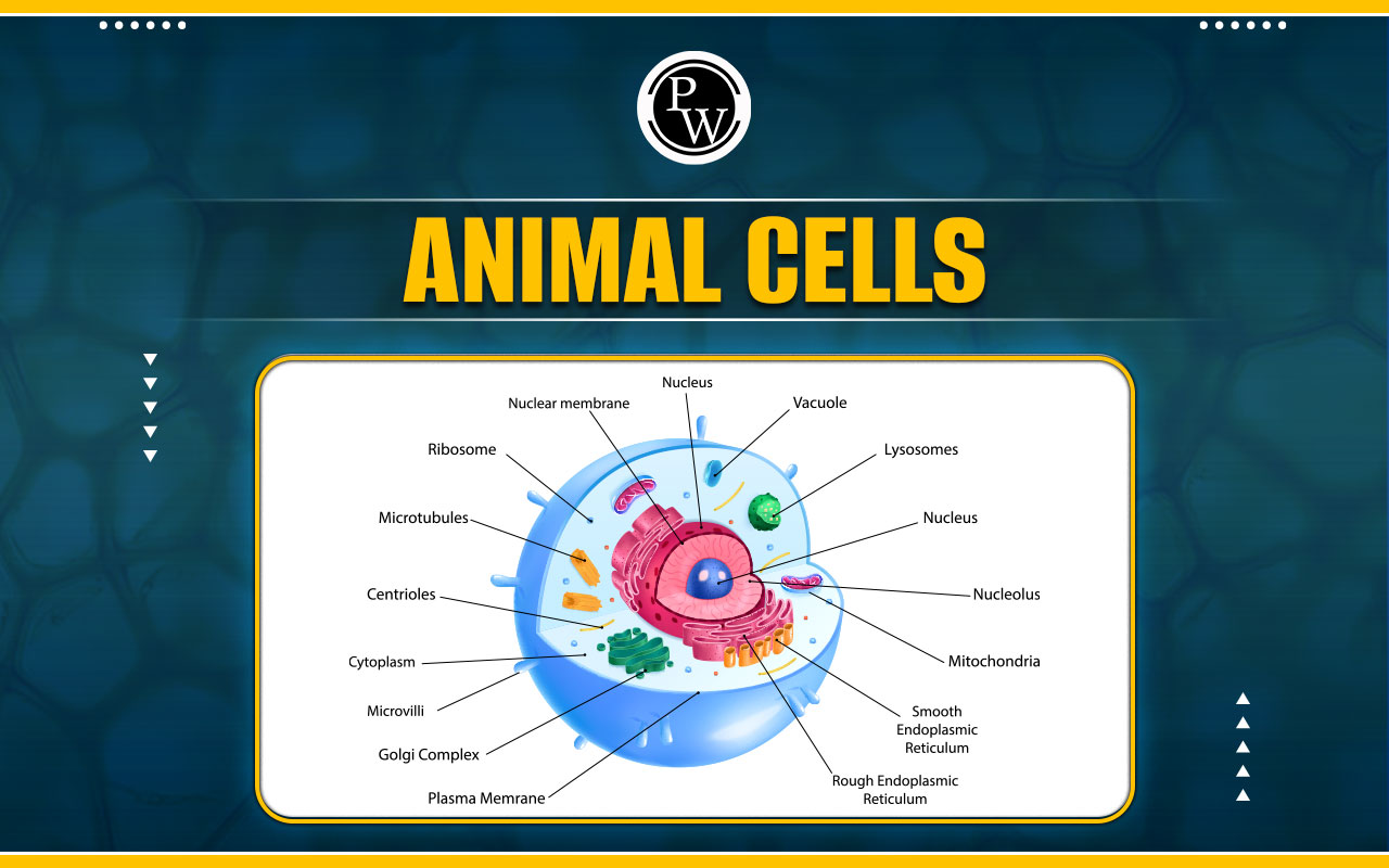 Animal Cells
