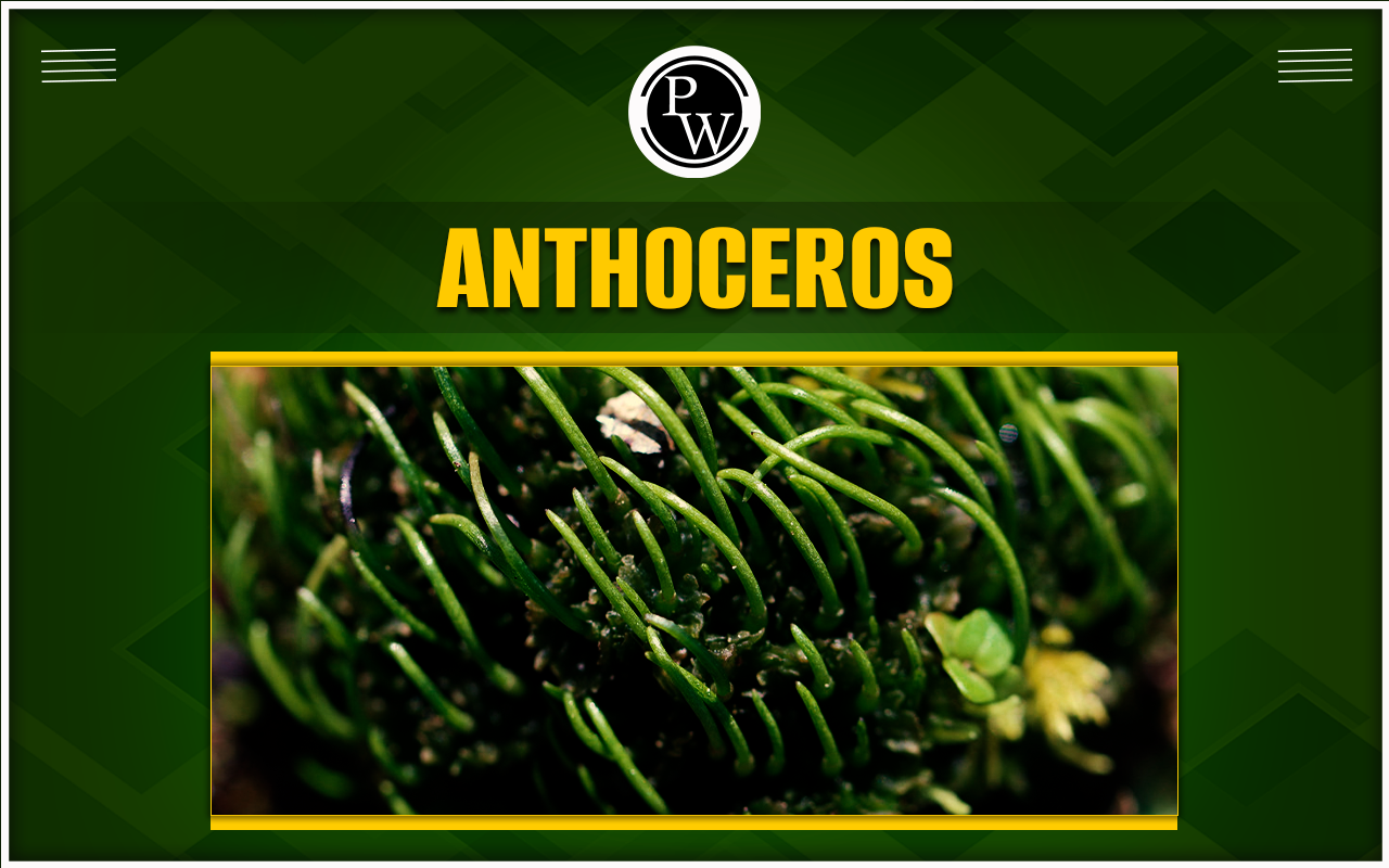 Anthoceros