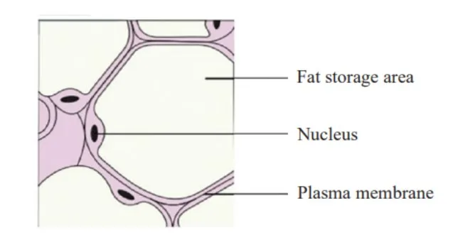 Adipose Tissue 
