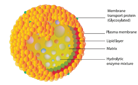 lysosomes Diagram