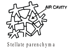 Complex Permanent Tissue