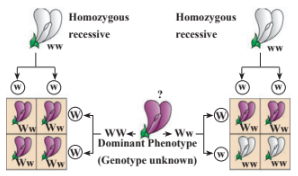 Diagrammatic representatiton of a test cross
