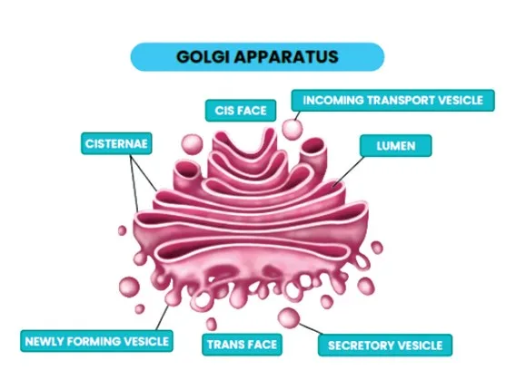 Golgi Apparatus