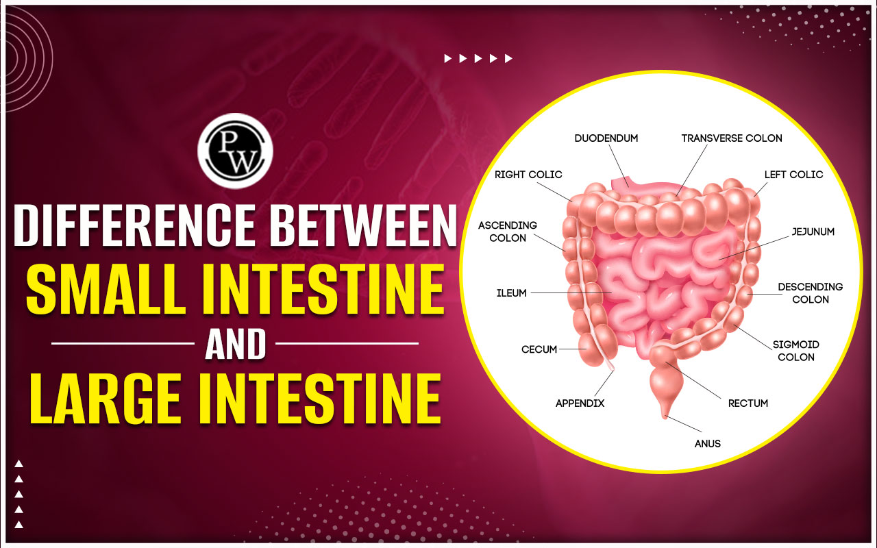Difference between small intestine and large intestine structure and