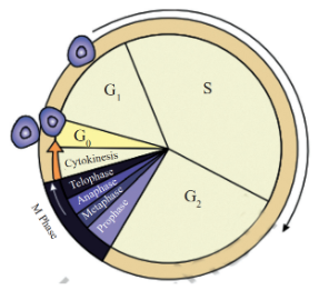Phases of Cell Cycle