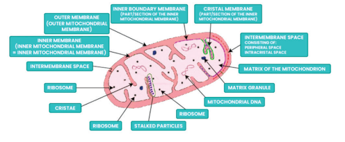 Mitochondria