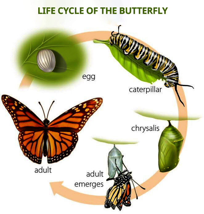 IELTS Writing Task 1 Life Cycle Diagram