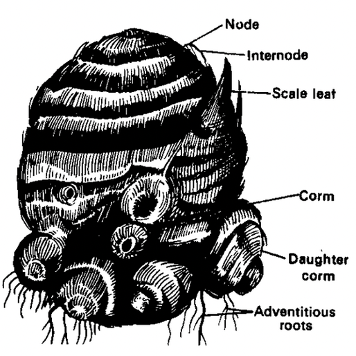 Stem