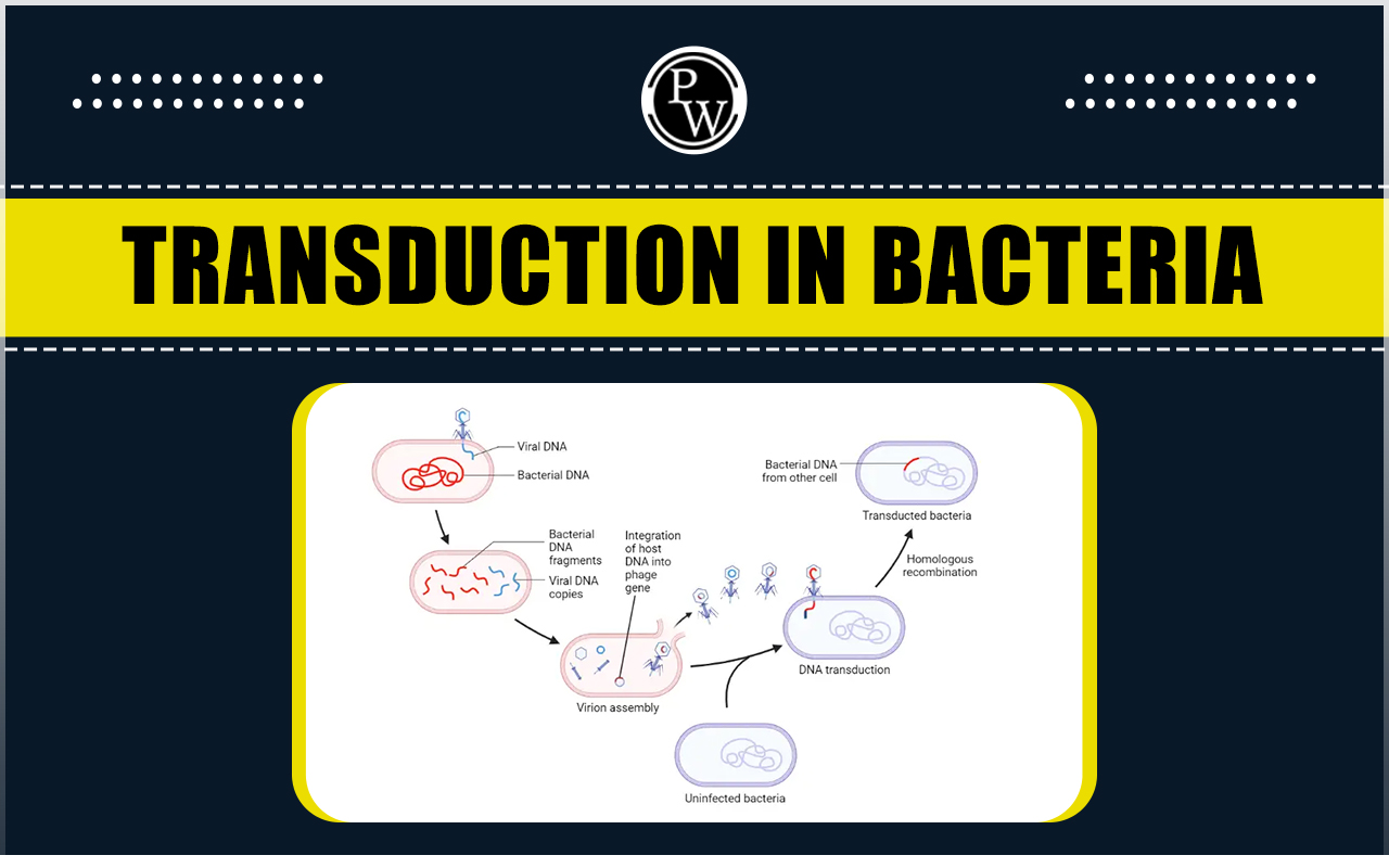 Transduction in Bacteria