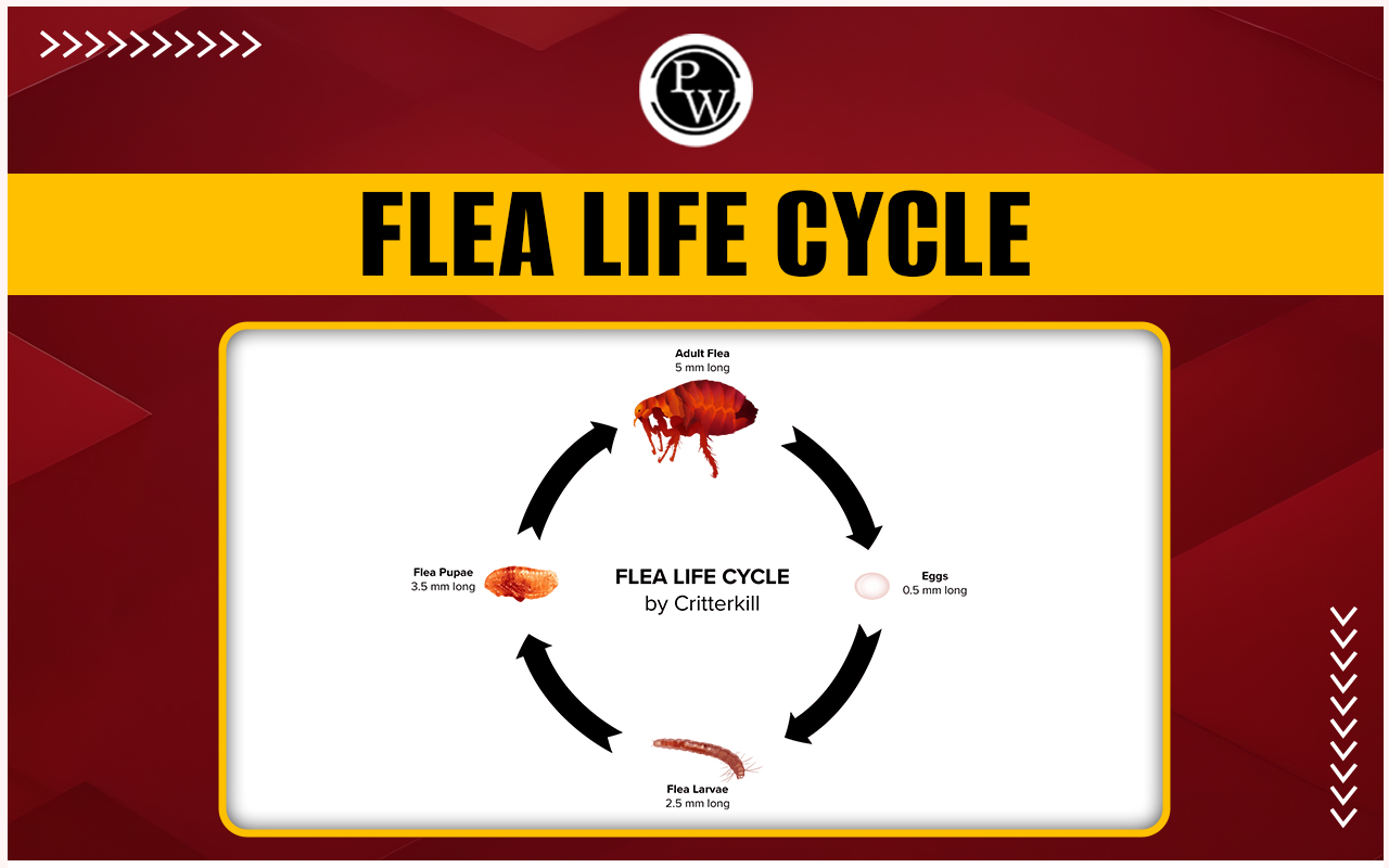 Flea Life Cycle