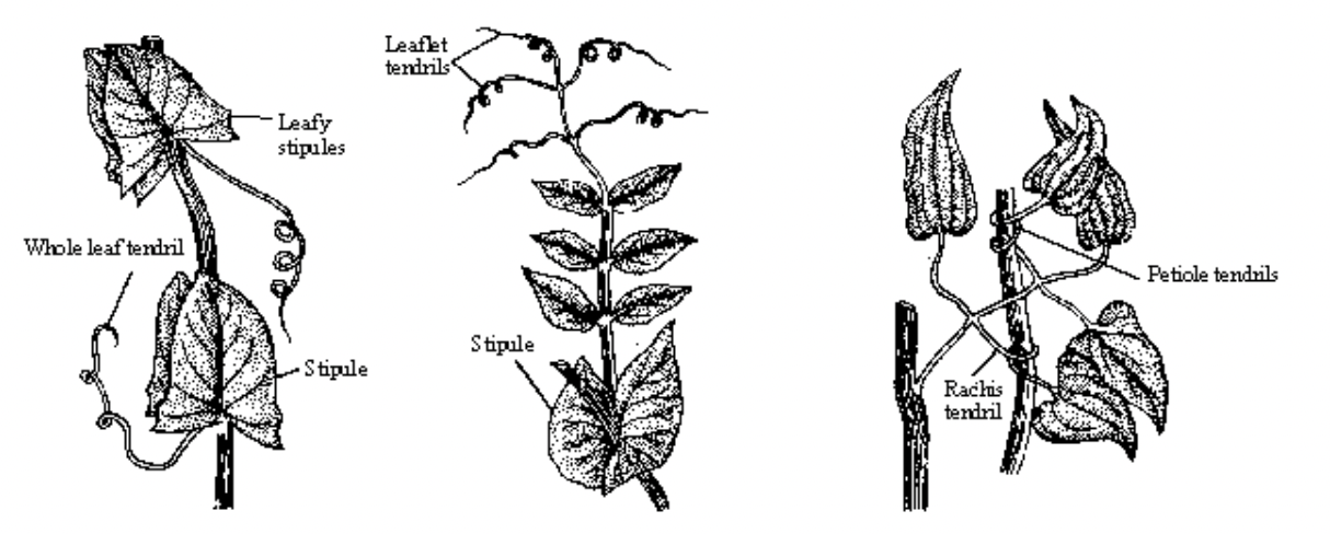 Phyllotaxy