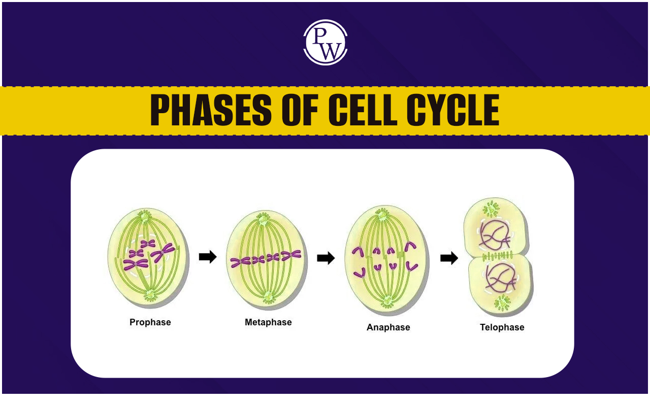 Phases of Cell Cycle