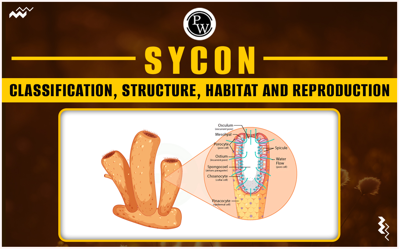Sycon - Classification, Structure, Habitat and Reproduction