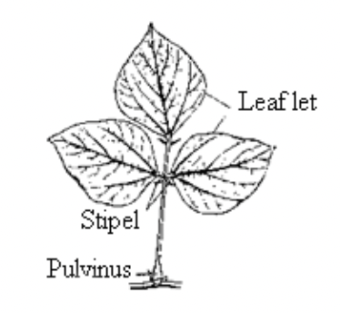 Phyllotaxy