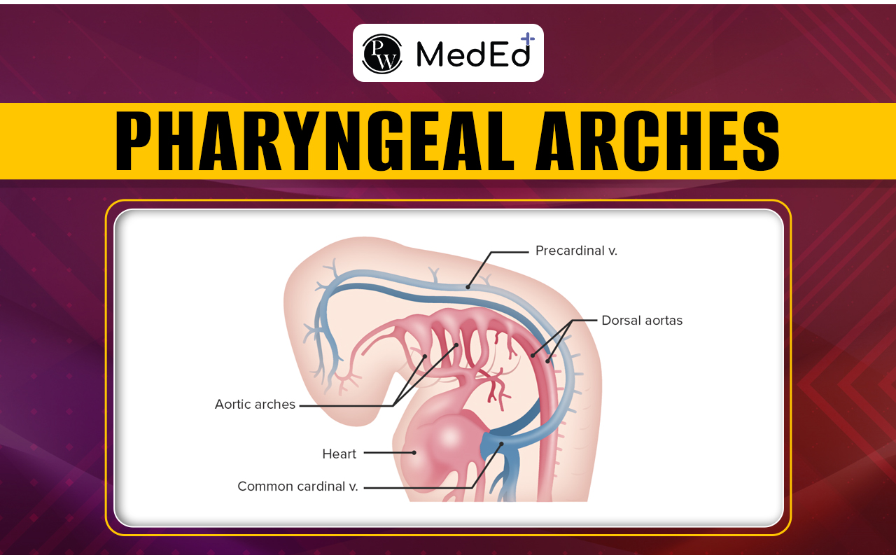 Pharyngeal Arches