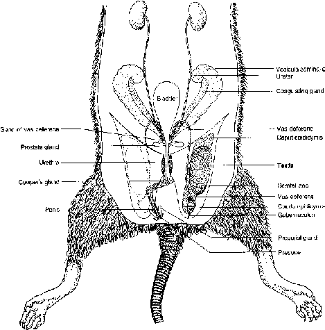 Reproductive System of Rat