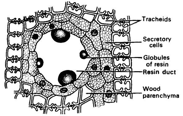 Complex Permanent Tissue