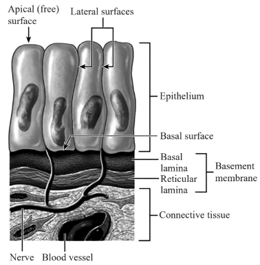 Basement membrane diagram