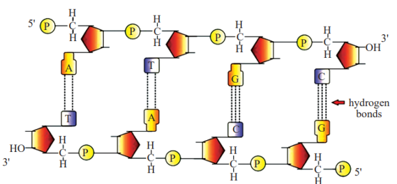 Features of DNA 