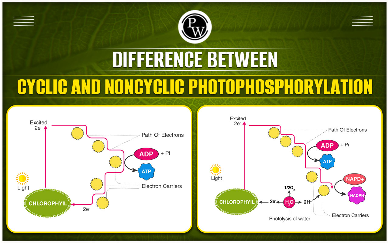 Difference Between Cyclic and Noncyclic Photophosphorylation