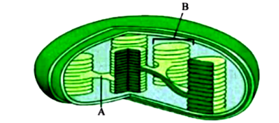 Cell the Unit of Life Important Questions for NEET 2025