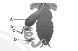 Structural Organisation in Animals Important Questions for NEET 2025