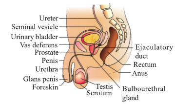 Diagrammatic sectional view of male pelvis showing reproductive system