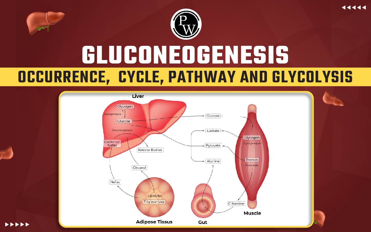 Gluconeogenesis