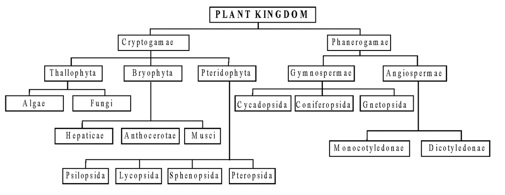 Plant Classification