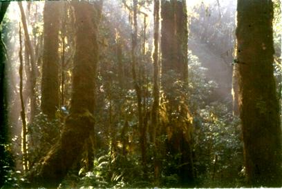 montane forest