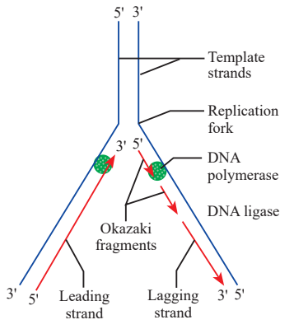 Replicating fork
