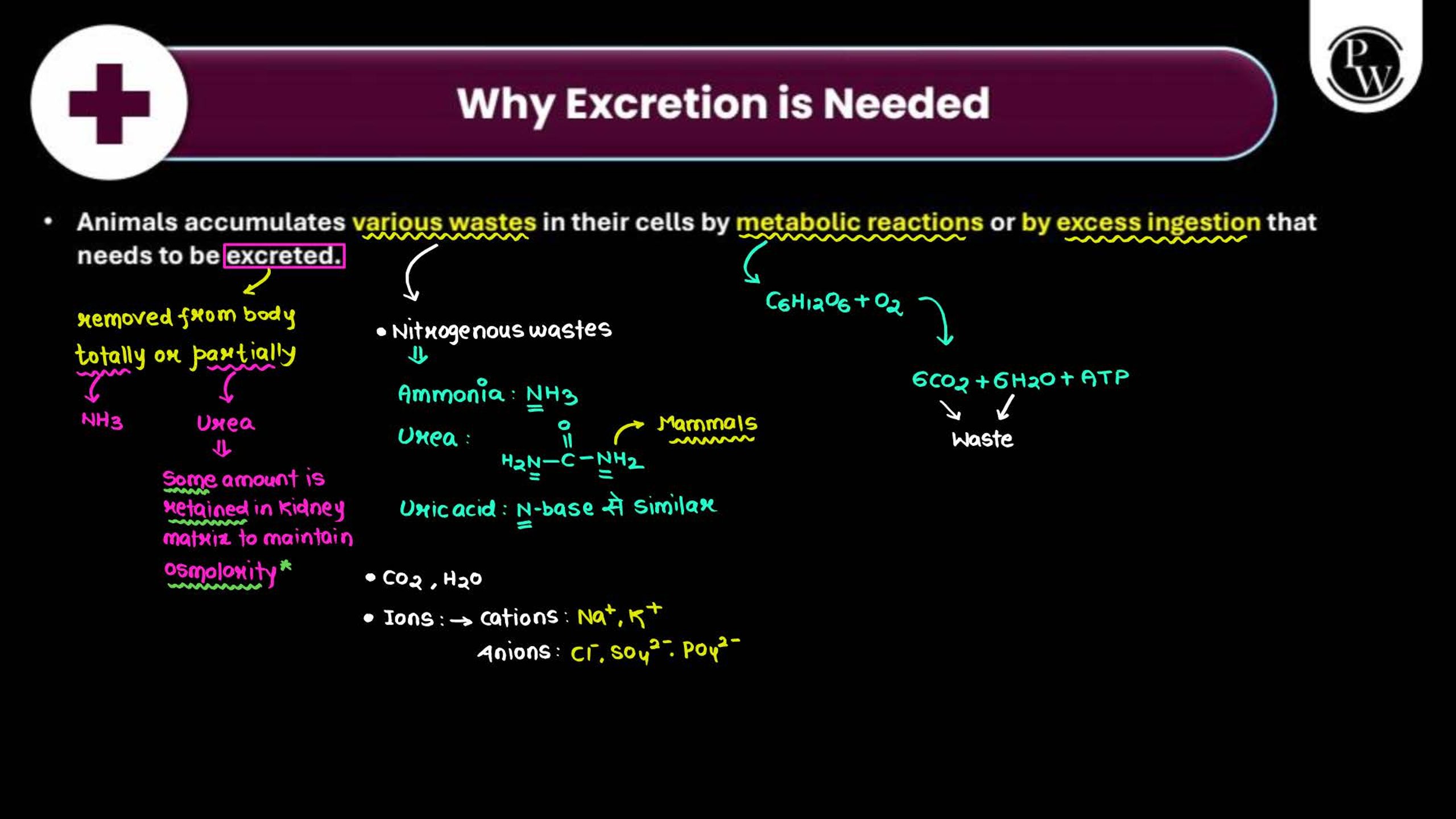 Excretory Products and Their Elimination NEET Notes