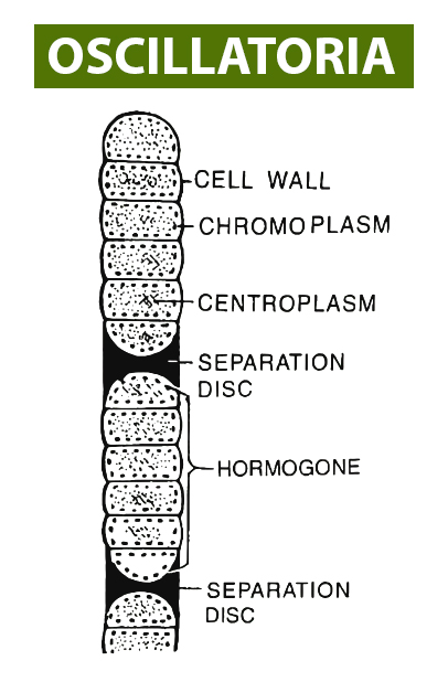 oscillatoria diagram